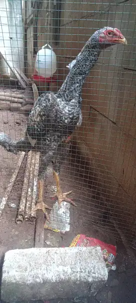 Shamo eropa warna jali sepasang