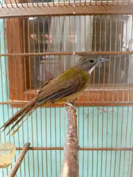cucak jenggot medan nju meresken bunyi masih mau