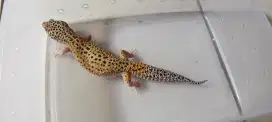 Gecko super giant besar