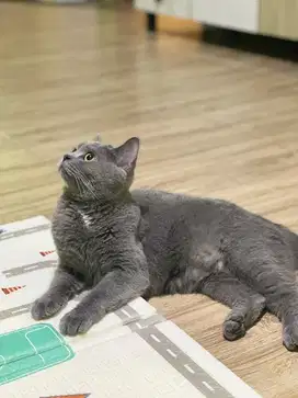 Lepas Adop Kucing BSH Betina Sehat