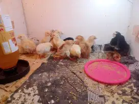Jual telur fertil dan anak ayam