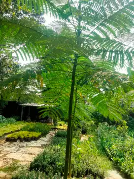 Pohon pakis brazil/ solobium