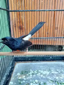 Murai Batu MH Minus Jari Putus 1