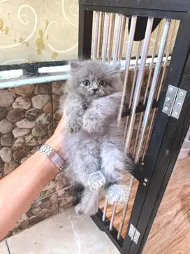 persia longhair bulu kapas