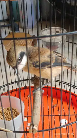 anakan pentet jatim