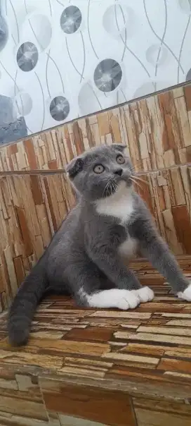 Kitten scottish triple fold