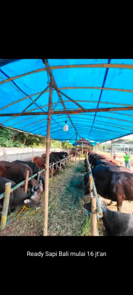 JUAL SAPI BALI UNTUK QURBAN FREE BIAYA PERAWATAN, DI CAKUNG JAKTIM