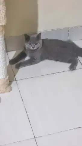 Kitten british shorthair