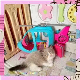 Kucing Ragdoll Seal Bicolor Jantan Mata Biru