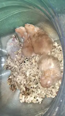 Hamster syirian