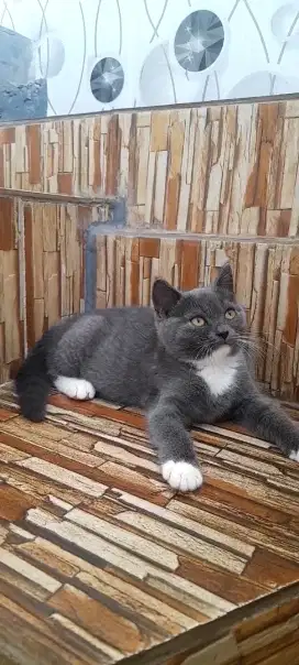 Kitten British shorthair