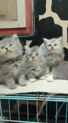 Lepas adopt kitten munchkin ns borongan 2 ekor.