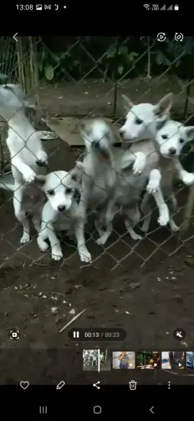 Anak anjing sehat