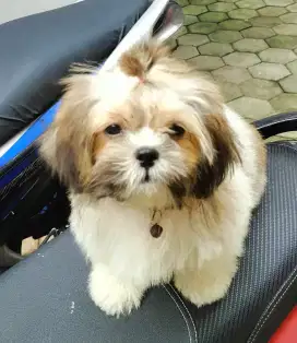 Anak Anjing Shipo