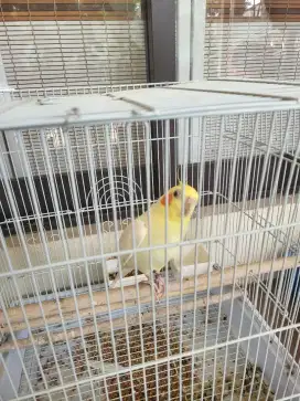BURUNG FALK BURUNG COCKATAIL DEWASA SUARA GACOR