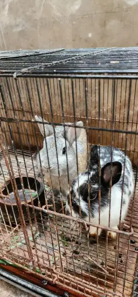 2 ekor Kelinci mini netherland dwarf