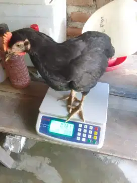 Ready Ayam kampung potong