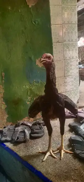 Ayam shamo umur 5bln