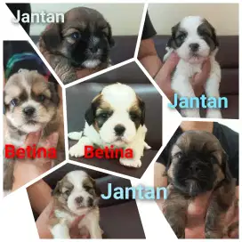 Shitzu (Pure) 4 Jantan 2 Betina