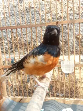 Burung murai medan hutan