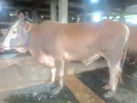 jual sapi qurban