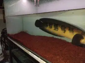 Chana Red Barito Pangkalan Bun