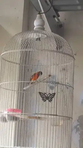 Red siskin jantan gacor