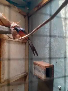 Dijual burung murai batu