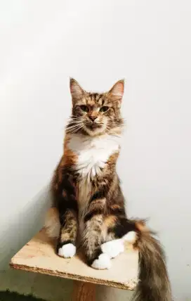 MaineCoon Betina calon indukan pure No mix. Hamil muda