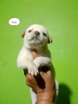 Open adopsi mix pom 2 jantan 2 betyan