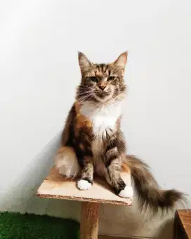 Betina MaineCoon indukan Pure No mix. Hamil muda