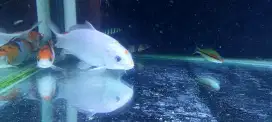 Ikan koi rawatan lama sehat
