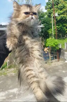 Kitten peaknose
