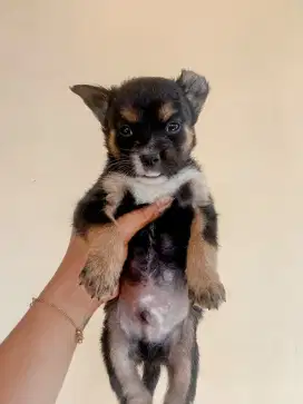 Minipom mix chihuahua jantan 2bulan
