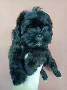 Anakan anjing Shitzu x Poodle Bulu Panjang Lebat. Lokasi BOGOR