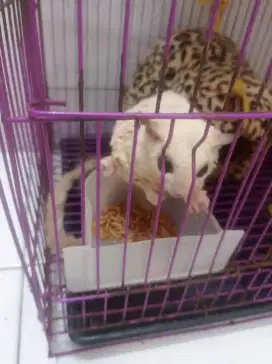 Sugar glider plat moz sepasang indukan