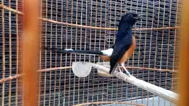 Burung murai gacor