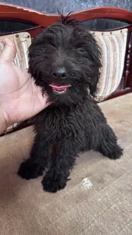 Puppy Poodle Besar Black Goldendoodle Jantan