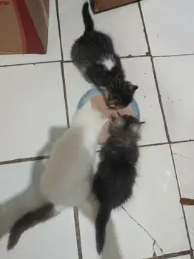 KUCING PERSIAN KITTEN