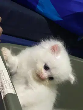 KUCING PERSIAN KITTEN