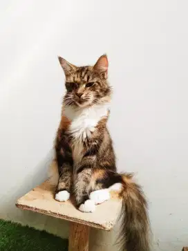 MaineCoon Betina Pure No mix. Hamil muda