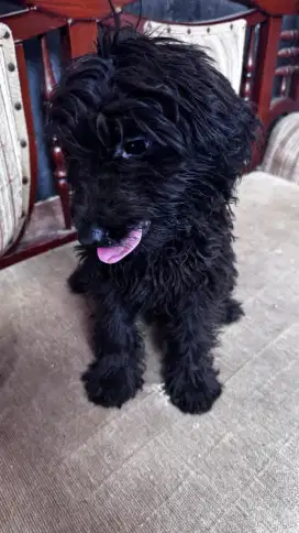 Puppy Poodle Black Goldendoodle F1 Betina