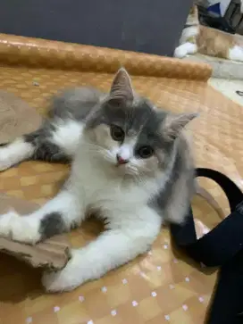 Kitten persia betina usia 5bulan