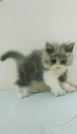 Kitten Persia Betina