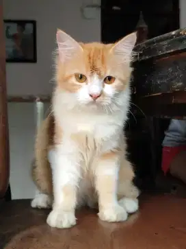 Kucing Jantan Persia Long Hair