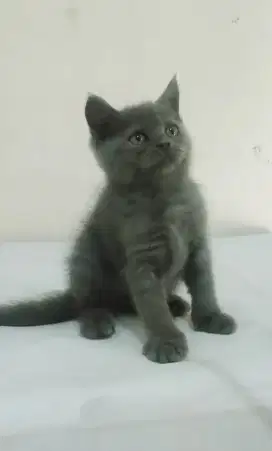 Kitten betina 2 bulan