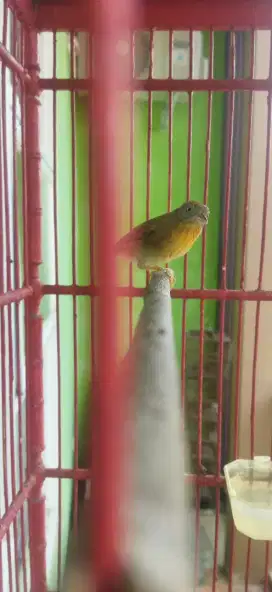Burung jenggot mini semipur
