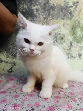 Kitten Persia jantan