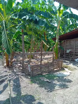 dijual rumah murah di wedi, klaten, 580 meter