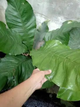 Anturium Hookeri di borongkan 4 pot